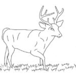 Raskrasil.com-Deer-Colorıng-Pages-47
