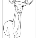 Raskrasil.com-Deer-Colorıng-Pages-51
