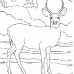 Raskrasil.com-Deer-Colorıng-Pages-55