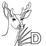 Raskrasil.com-Deer-Colorıng-Pages-58
