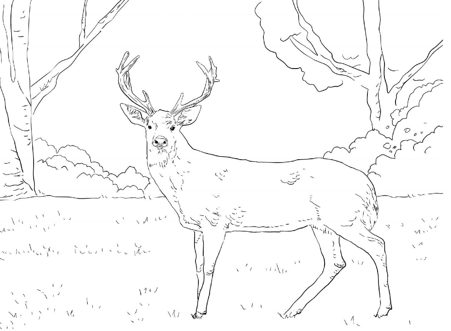 Raskrasil.com-Deer-Colorıng-Pages-6