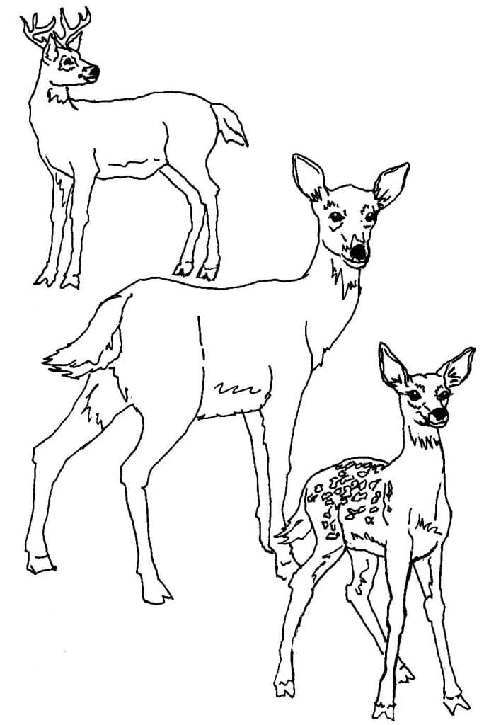 Raskrasil.com-Deer-Colorıng-Pages-61