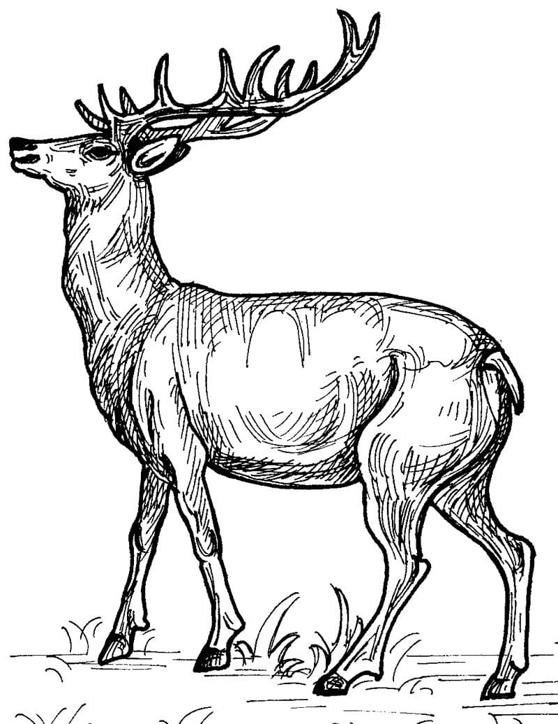 Raskrasil.com-Deer-Colorıng-Pages-7
