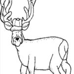 Raskrasil.com-Deer-Colorıng-Pages-71