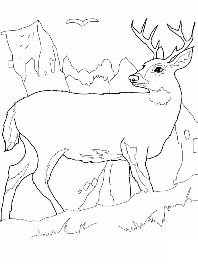 Raskrasil.com-Deer-Colorıng-Pages-73