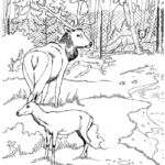 Raskrasil.com-Deer-Colorıng-Pages-8