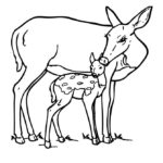 Raskrasil.com-Deer-Colorıng-Pages-80