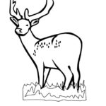 Raskrasil.com-Deer-Colorıng-Pages-83