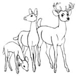 Raskrasil.com-Deer-Colorıng-Pages-87