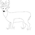 Raskrasil.com-Deer-Colorıng-Pages-92