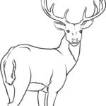 Raskrasil.com-Deer-Colorıng-Pages-93