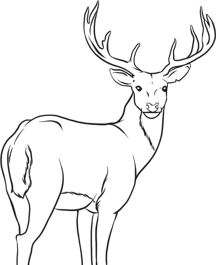 Raskrasil.com-Deer-Colorıng-Pages-93