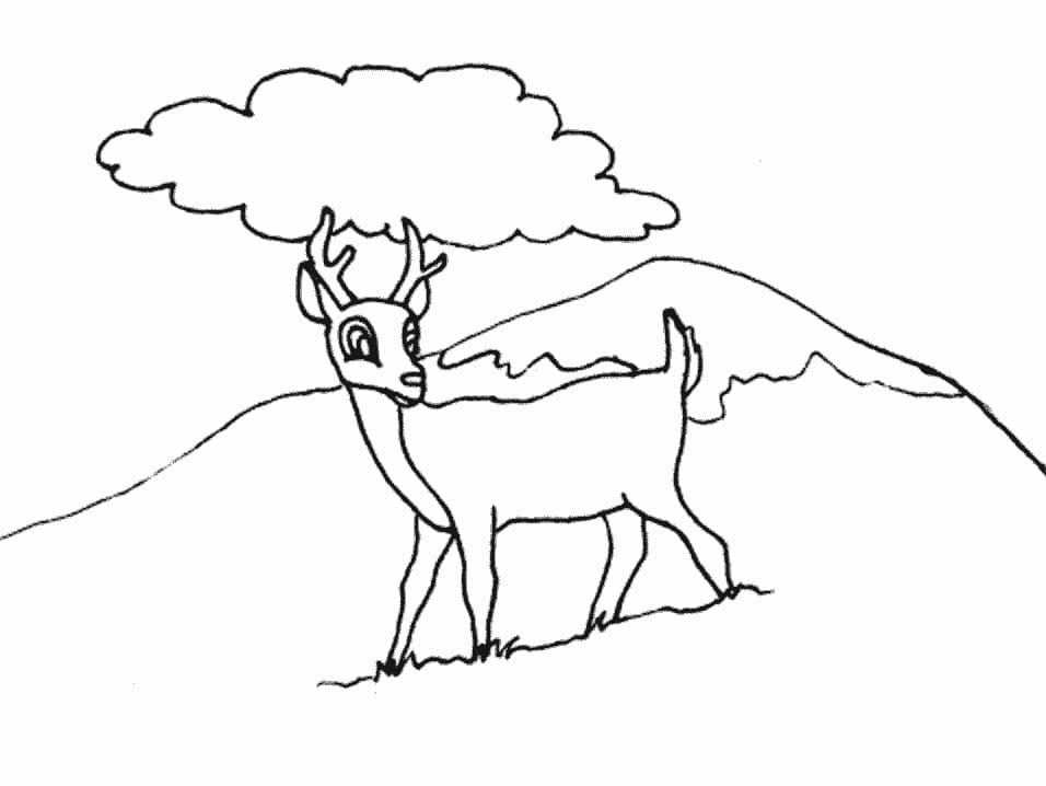 Raskrasil.com-Deer-Colorıng-Pages-97