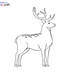 Raskrasil.com-Deer-New-Colorıng-Pages-1
