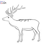 Raskrasil.com-Deer-New-Colorıng-Pages-10