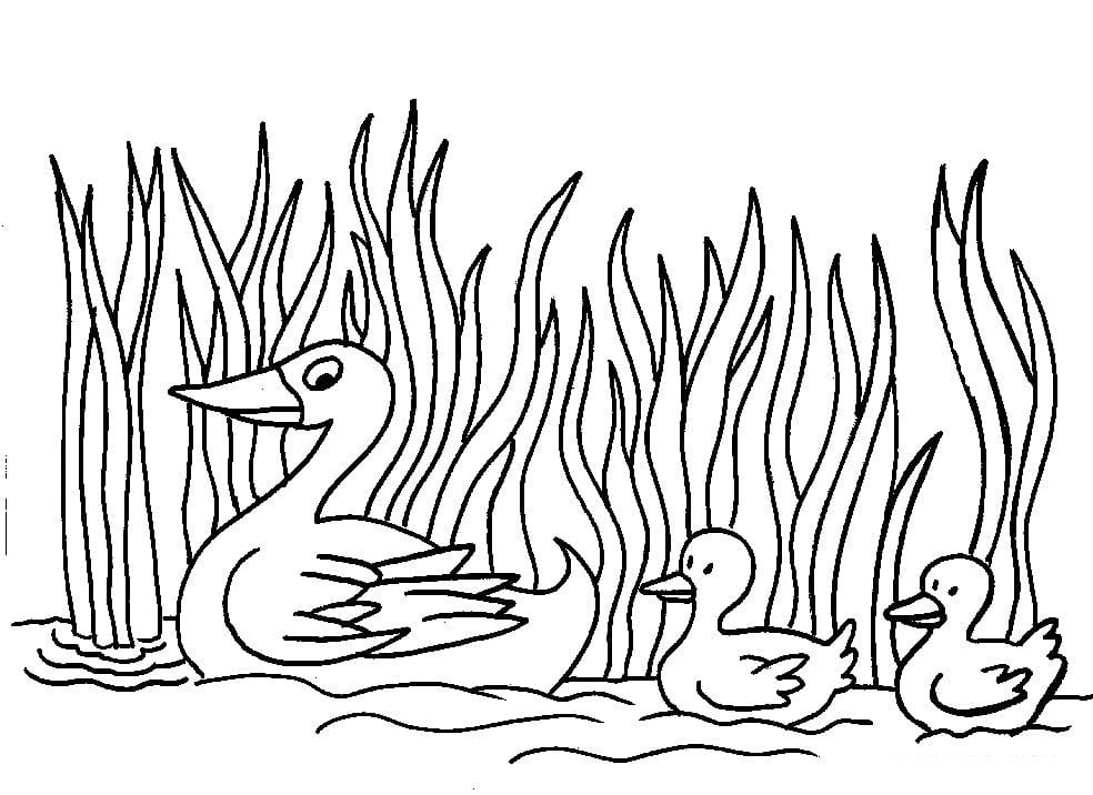 Raskrasil.com-Duck-Coloring-Pages-2