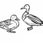 Raskrasil.com-Duck-Coloring-Pages-28