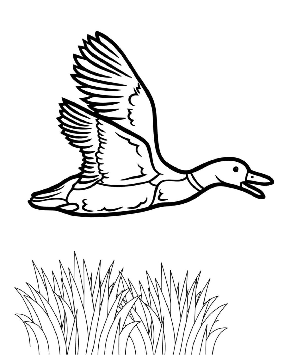 Raskrasil.com-Duck-Coloring-Pages-3