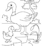 Raskrasil.com-Duck-Coloring-Pages-32