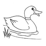 Raskrasil.com-Duck-Coloring-Pages-40