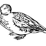 Raskrasil.com-Duck-Coloring-Pages-45