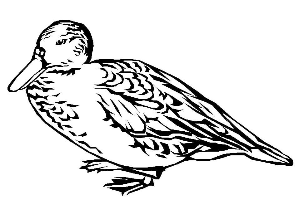 Raskrasil.com-Duck-Coloring-Pages-45