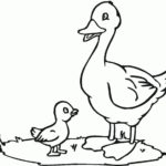 Raskrasil.com-Duck-Coloring-Pages-52