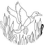 Raskrasil.com-Duck-Coloring-Pages-58