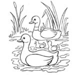Raskrasil.com-Duck-Coloring-Pages-61