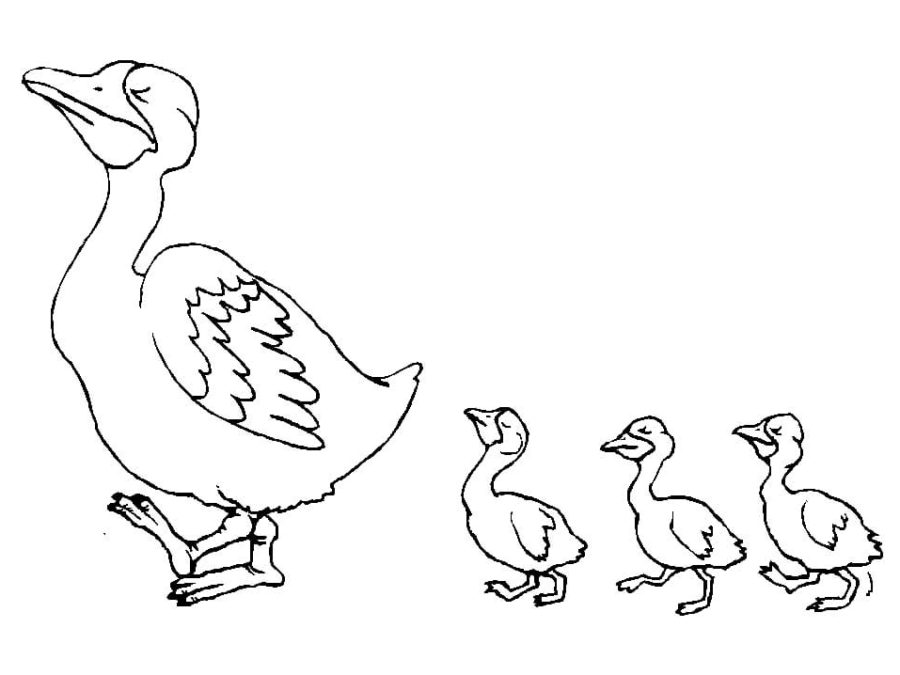 Dibujos de Patos para Colorear