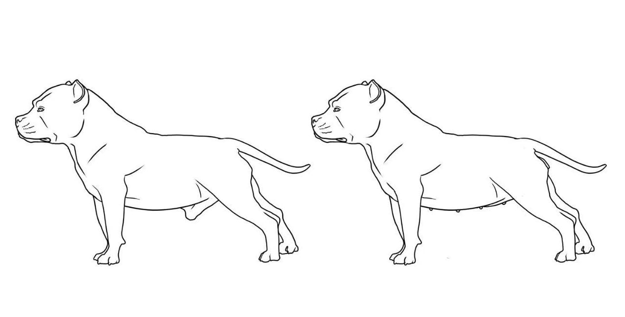 Raskrasil.com-Pitbill-Coloring-Pages-60