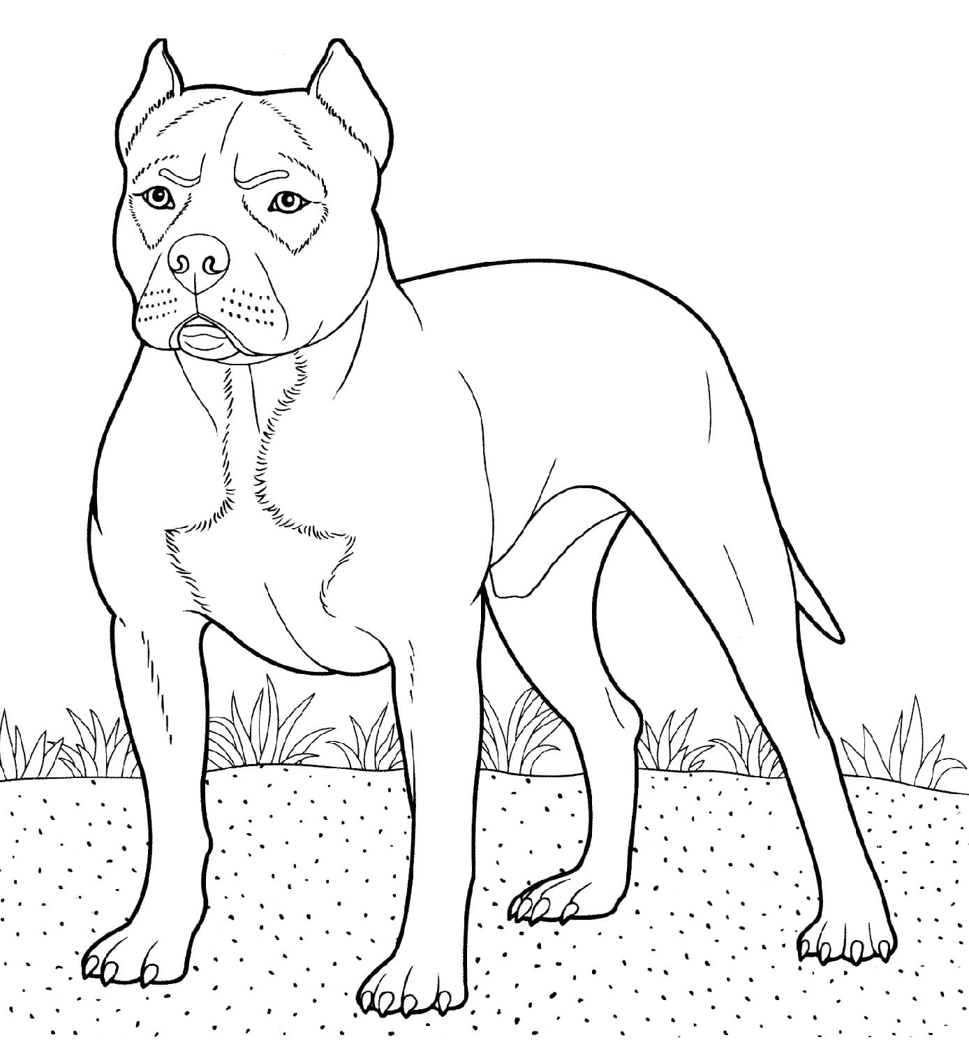 Raskrasil.com-Pitbill-Coloring-Pages-7