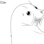 Raskrasil.com-Seal-New-Coloring-Pages-5