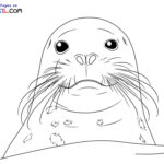 Raskrasil.com-Seal-New-Coloring-Pages-7