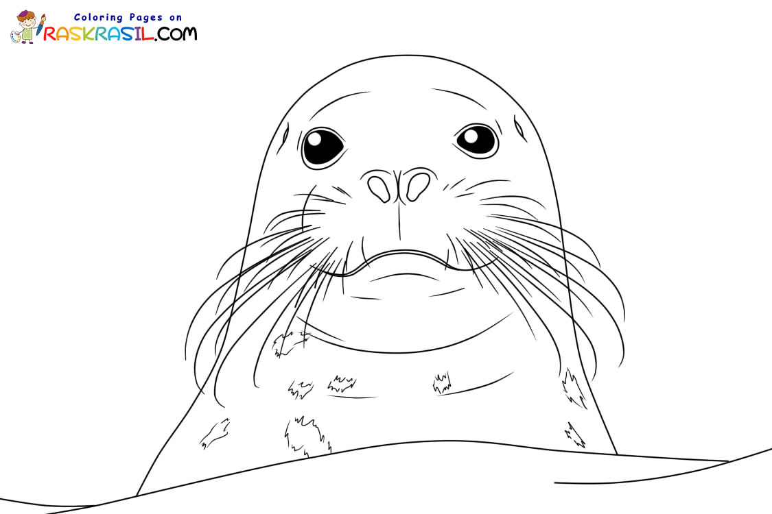 Raskrasil.com-Seal-New-Coloring-Pages-7