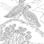 Raskrasil.com-Alaska-Coloring-Pages-10