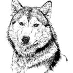 Raskrasil.com-Alaska-Coloring-Pages-25