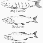 Raskrasil.com-Alaska-Coloring-Pages-28