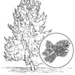 Raskrasil.com-Alaska-Coloring-Pages-36