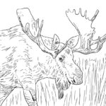 Raskrasil.com-Alaska-Coloring-Pages-50