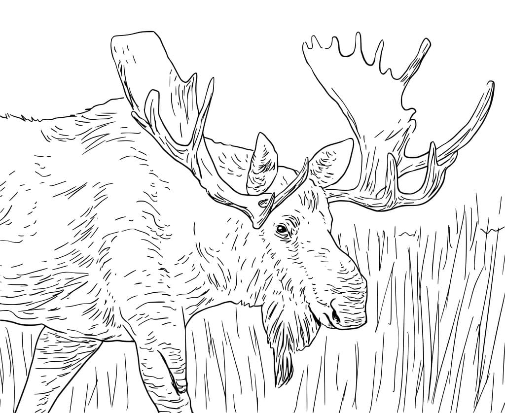 Raskrasil.com-Alaska-Coloring-Pages-50
