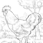 Raskrasil.com-Chicken-Coloring-Pages-3