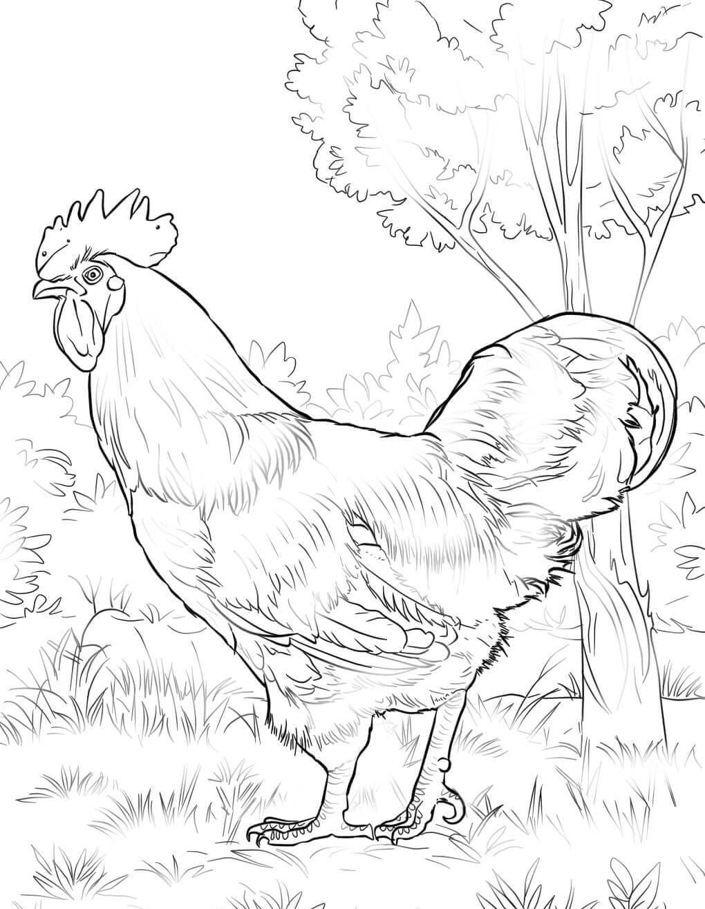 Raskrasil.com-Chicken-Coloring-Pages-3