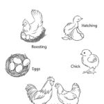 Raskrasil.com-Chicken-Coloring-Pages-68
