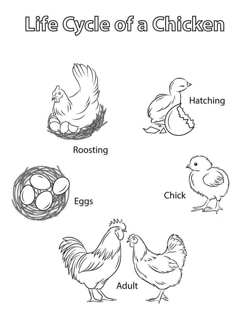 Raskrasil.com-Chicken-Coloring-Pages-68