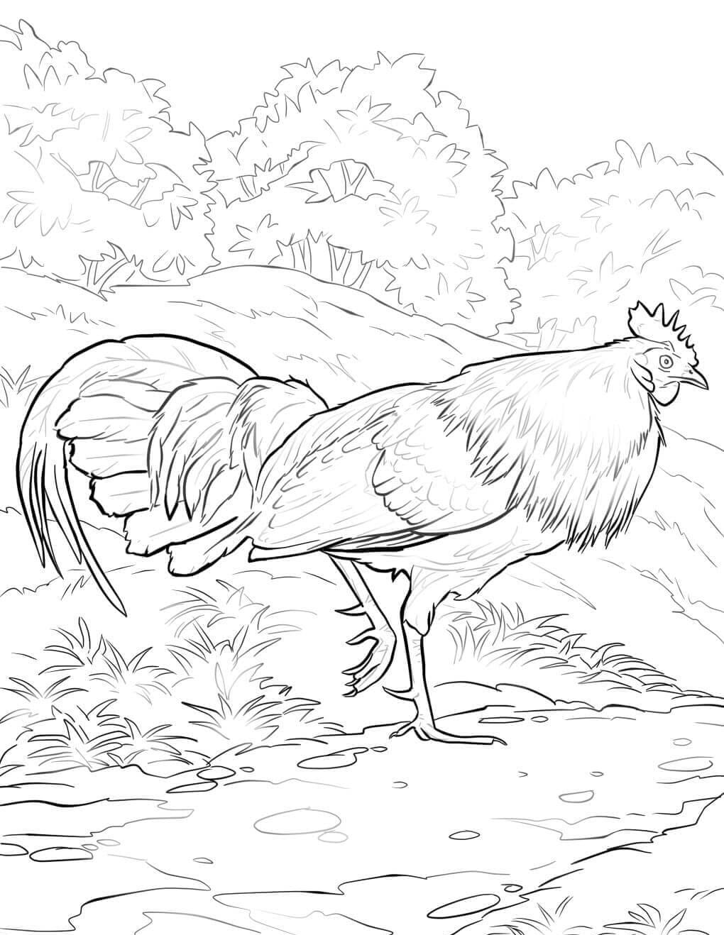 Raskrasil.com-Chicken-Coloring-Pages-8