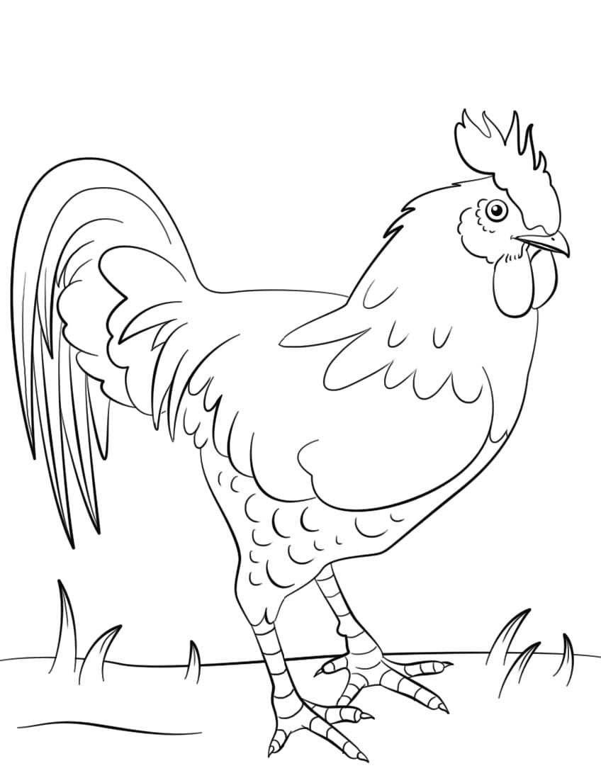 Raskrasil.com-Chicken-Coloring-Pages-83