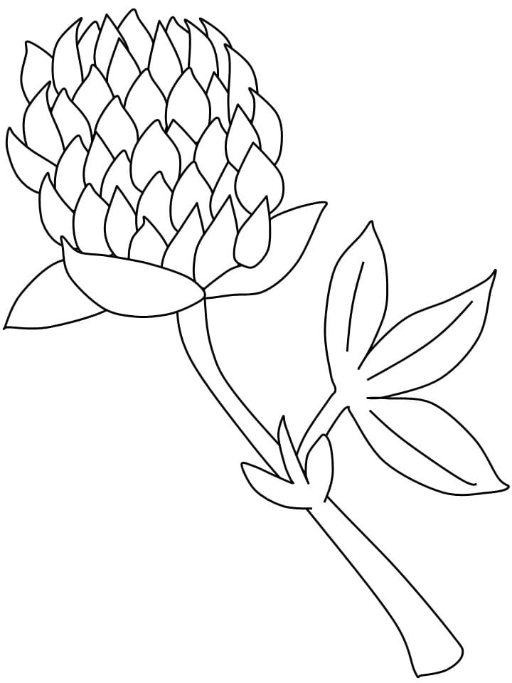 Raskrasil.com-Clover-Coloring-Pages-11
