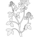 Raskrasil.com-Clover-Coloring-Pages-131