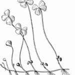 Raskrasil.com-Clover-Coloring-Pages-37